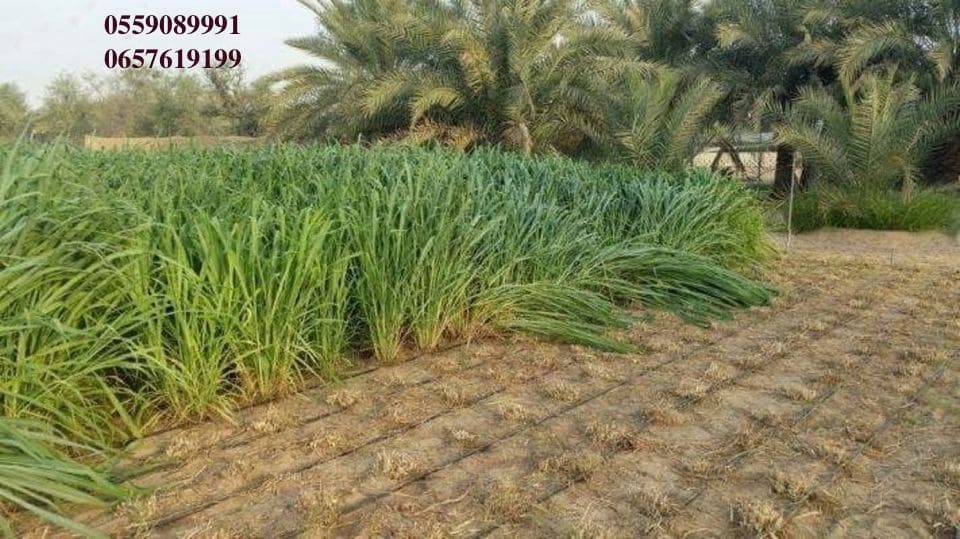 بذور البونيكام الإفريقي -تنزانيا- image
