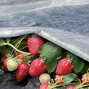 غطاء النباتات الأبيض. Cover plant image