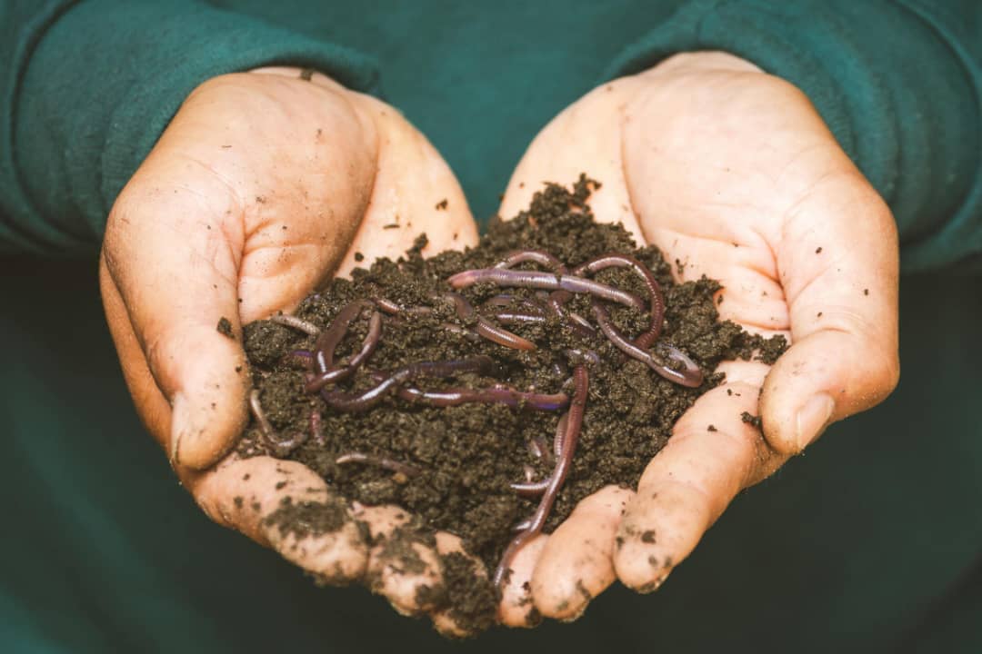 Lombricomposteur الفيرميكمبوستر المنزلي لتدوير نفايات المطبخ وإنتاج أجود الأسمدة النباتية  image
