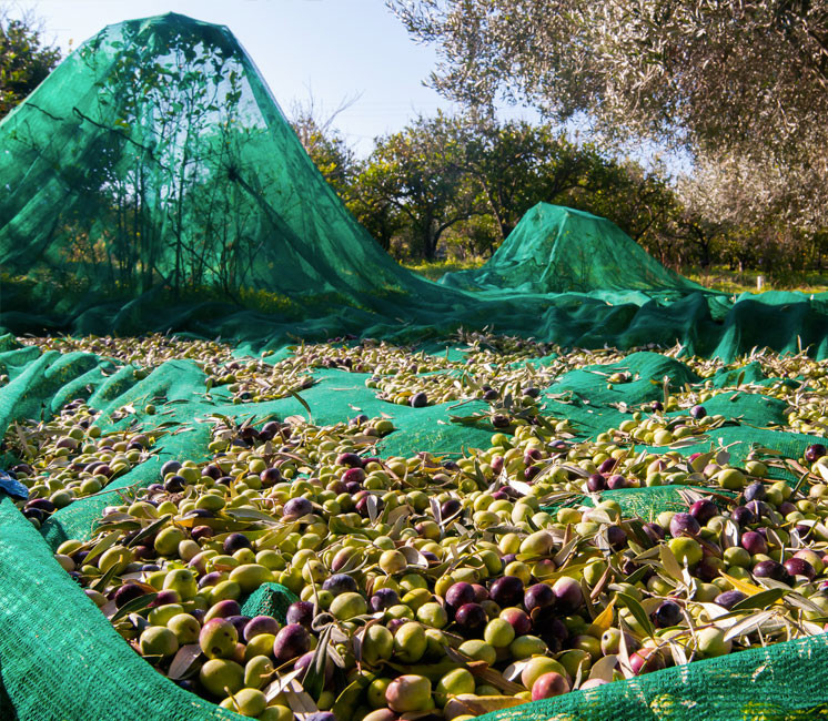 شباك حصاد الزيتون Filets de récolte d'olives
