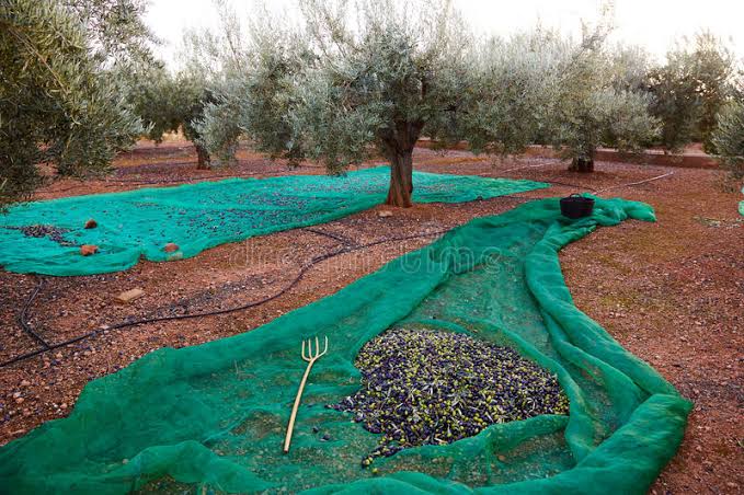  شباك حصاد الزيتون Filets de récolte d'olives